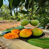 GI Tagged Alphonso Mangoes - PREBOOK YOUR ORDERS NOW!