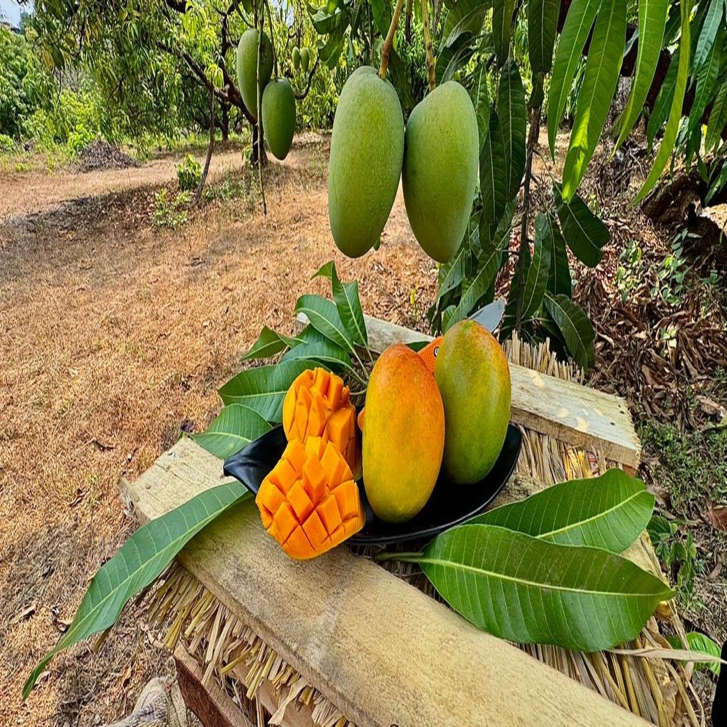 GI Tagged Alphonso Mangoes - PREBOOK YOUR ORDERS NOW!
