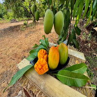 GI Tagged Alphonso Mangoes - PREBOOK YOUR ORDERS NOW!